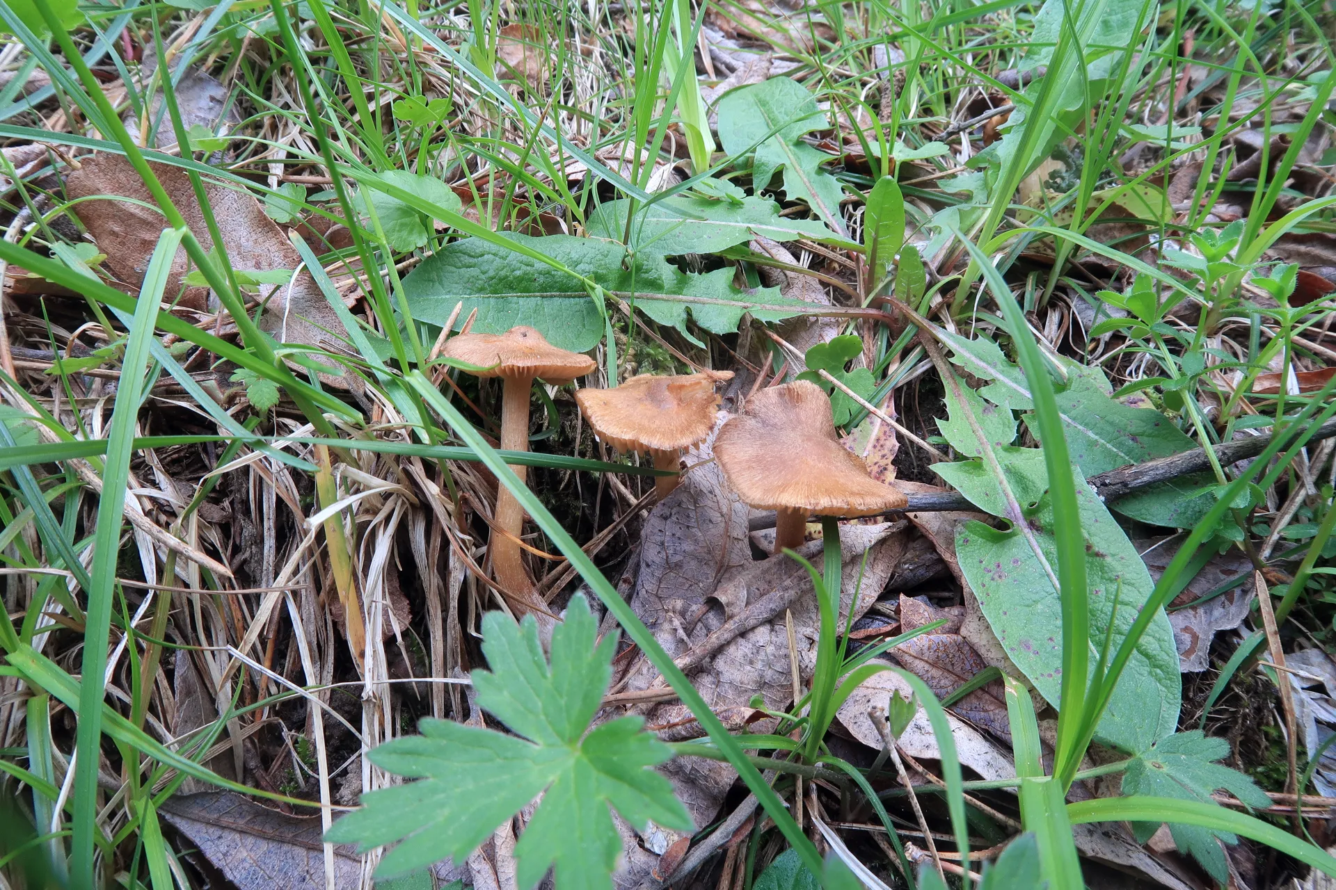 Inocybe nitidiuscula - 1 - IMG_7377